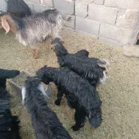 بزغاله شیری|حیوانات مزرعه|شهرضا, |دیوار