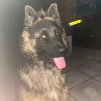 سگ ژرمن گینگ سایز نر