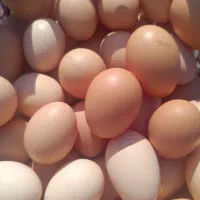 تخم مرغ محلی خوشمزه