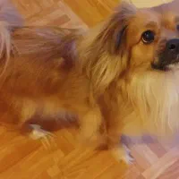 واگذاری سگ پشمالو