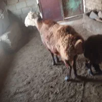 قوچ چینی اصل|حیوانات مزرعه|شیراز, انجیر|دیوار