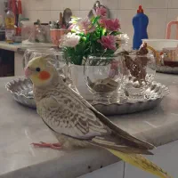 عروس هلندی نر