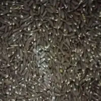 بزرک درمان روماتیسم و آرتروز