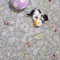 واگذاری بچه گربه دو ماهه ماده|گربه|آستانه اشرفیه, |دیوار