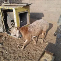 یک راس بره قوچی|حیوانات مزرعه|زیرکوه, |دیوار