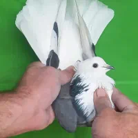 ۸تا ابلغ فقط یکجا|پرنده|تهران, مولوی|دیوار