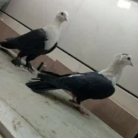 فرش|فرش|فردوس (خراسان), |دیوار