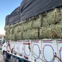 فروش یونجه