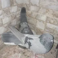 کبوتر نر پر قدیم