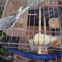 یک جفت عروس هلندی 1ساله
