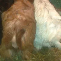 دو عدد بزغاله ماده سالم وسرحال فقط زنگ بزنید