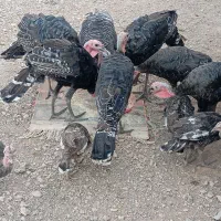 بوقلمون‌دشتی