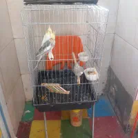 عروس هلندی مولد با قفس