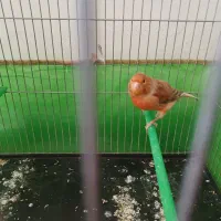 فروش دو عدد قناری نر مست مست