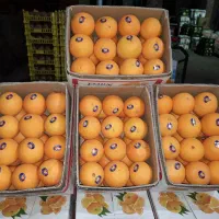 حق العمل کاری میدان مرکزی تره بار تهران|عمده‌فروشی|تهران, میدان میوه و تره‌بار مرکزی|دیوار