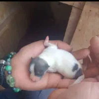 سگ پامر خرسی