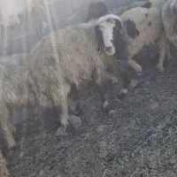 فروشی نرمیش و بز