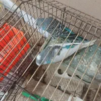 مرغ عشق|پرنده|خرمشهر, |دیوار