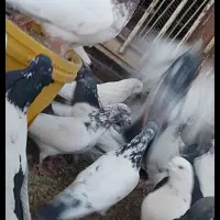 کبوتر پرشی|پرنده|شهر بابک, |دیوار