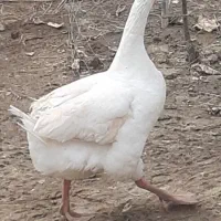 فروش غاز