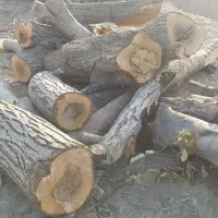 خرید چوب باغات