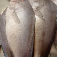 سلام ماهی فروش کنگانی|ماهی|بندر ماهشهر, |دیوار