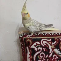 دوعدد عروس هلندی