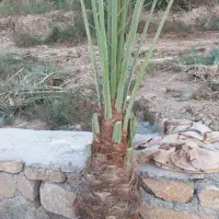 سلام پاجوش شادگان|گل و گیاه طبیعی|شادگان, |دیوار