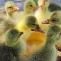 جوجه غاز دورگه|حیوانات مزرعه|کلاچای, |دیوار