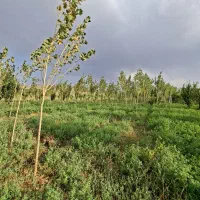 باغ|فروش دفتر صنعتی، کشاورزی، تجاری|ایواوغلی, |دیوار