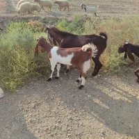 گله بز معاوضه