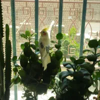 عروس هلندی جفت