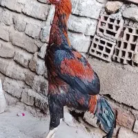 مرغ و خروس لاری