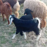 بز نر|حیوانات مزرعه|بندر ماهشهر, |دیوار