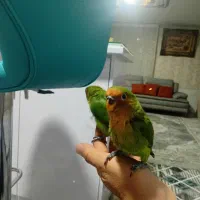 پرنده|پرنده|الوند, |دیوار