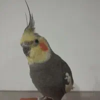 عروس هلندی|پرنده|همدان, |دیوار