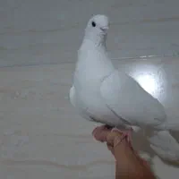 کفتر|پرنده|باغستان, |دیوار