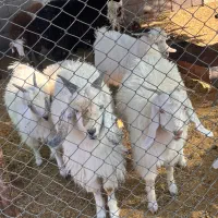 قوچ ونری|حیوانات مزرعه|سیرجان, |دیوار