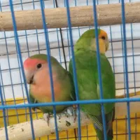 طوطی‌کوتوله‌برزیلی
