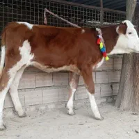 2 عدد گوساله سیمینتال ماده قرمز شرابی 4 ماهه|حیوانات مزرعه|گنبد کاووس, |دیوار