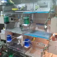 مرغ عشق انگلیسی گرید a.b