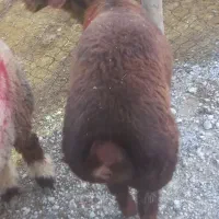 بره چاق چاق روغنی