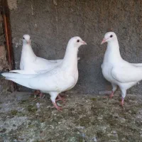 جوجه سرور|پرنده|لنجان, |دیوار