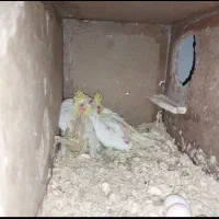 یه جفت عروس هلندی زعفرانی به شرط جوجه