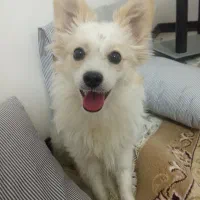سگ بازی گوش