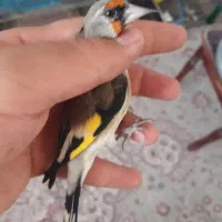 سقا.سهره کرمونی منطقه بافت|پرنده|کرمان, |دیوار