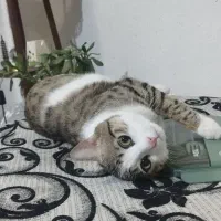 واگذاری گربه