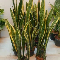 گل گیاه کروتون سانسوریا دیفن باخیا شفلرا شامادور