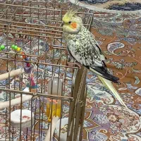 دو عدد عروس هلندی