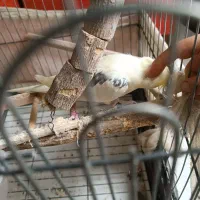 عروس هلندی خاص و کمیاب|پرنده|قائمشهر, |دیوار